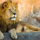 Illustration for article titled Nobody is nearly concerned enough about this woman who just strolled into a lions den